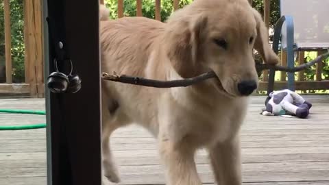 Frustrated puppy can't bring stick into home