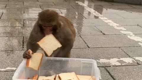 monkey grabbing food