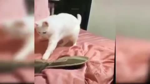 Cute cat funny video 😂😂