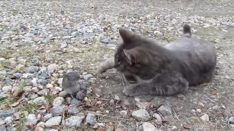 Cat kisses a mouse 💩💂