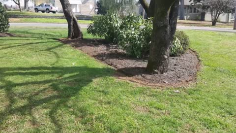 Eastview Lawn Care Services LLC - (256) 289-2982