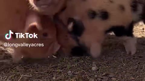 Cute and Funny TikTok Animal Videos You Can't Resist #10