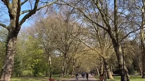 Street Pizza in Beautiful Park 🏞️