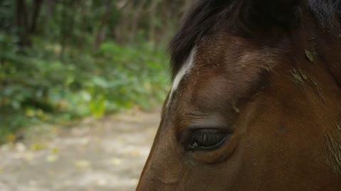 Wild Horse in Hawaii