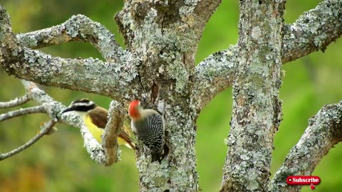 Wings of Beauty | Visual Feast of Exotic Birds in Their Natural Habitat