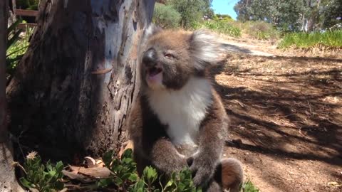 Koala Gets Kicked Out Of Tree and Cries!