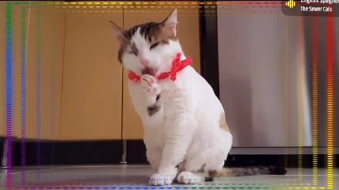 Adorable Cat Compilation