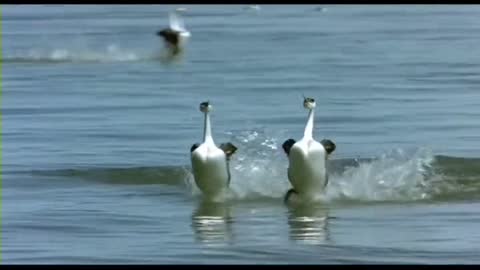 Floating on water