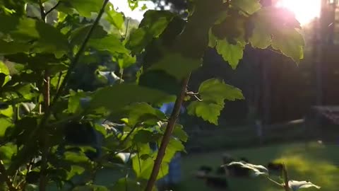 'Home' #1 - Cotton Pickin Kids #share #viral #family #familyfun #scenery #nature #sunset #wild