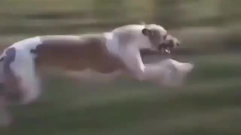 Dog Ran speed