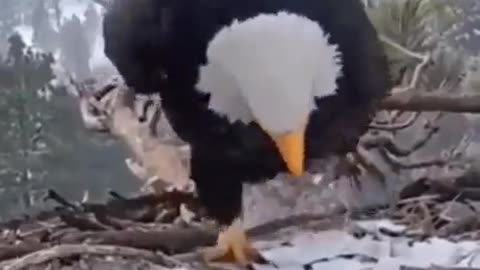 The Eagle Suffers Little Birds To Sing #shorts #shortvideo #video #virals #videoviral