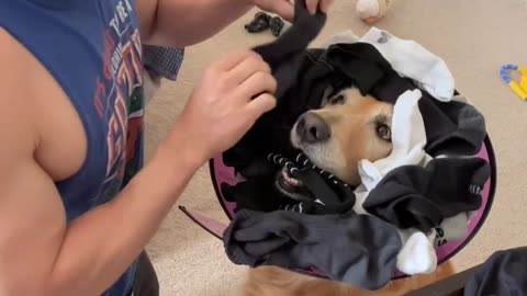 Cute dog carry socks