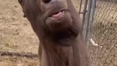 Funny Animal Videos