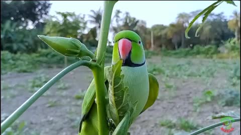 Birds-of-Paradise Project Introduction