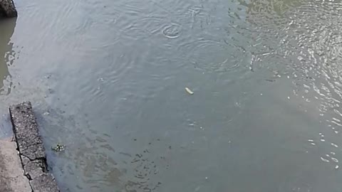 Fish in Pasig river manila Philippines