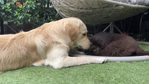 Adorable Golden Retriever Puppy Meets Gorgeous Newfoundland Puppy! (Too Cute!!)