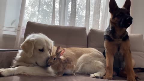 Golden Retriever and German Shepherd Puppy Play with Bunny Sam for the First Time!