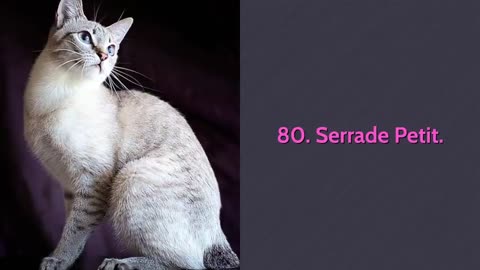 🐈 All Cat Breeds A-Z With Pictures! (all 98 breeds in the world)