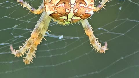 Spider by the river