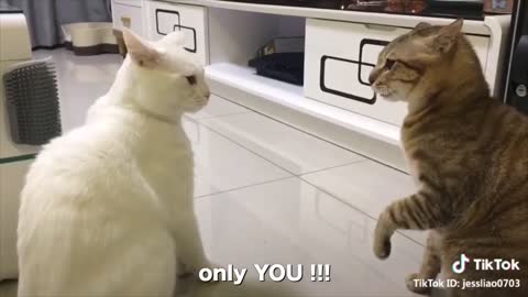 Cats Talking! They Speak Better English than their Human!