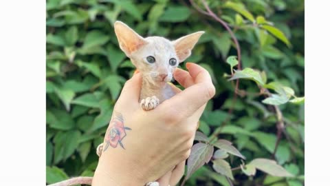 The PeterBald Cat 101 - Breed & Personality