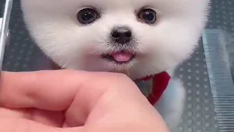 Cute pomeranian getting his hair cut done