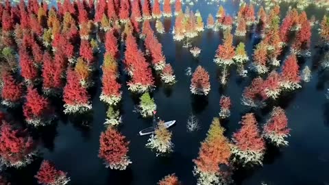 beautiful mangroves