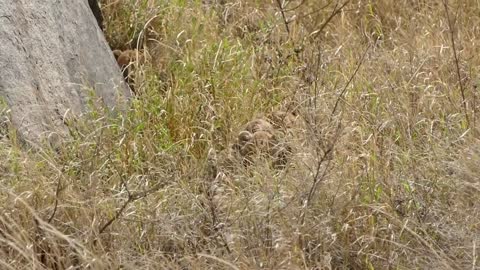 ADORABLE! SIX LION CUBS enjoy their first outdoor adventure