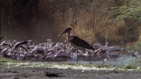 Bald stork spreading its wings on the tree