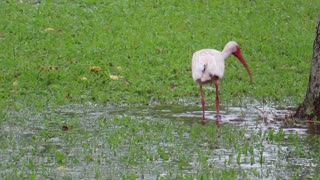 White Ibis in Louisiana an interesting looking bird!