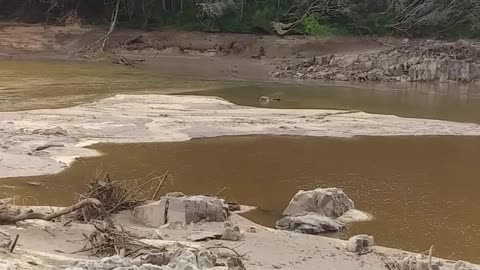 7.9.2024 The Barron River, Kuranda (5)