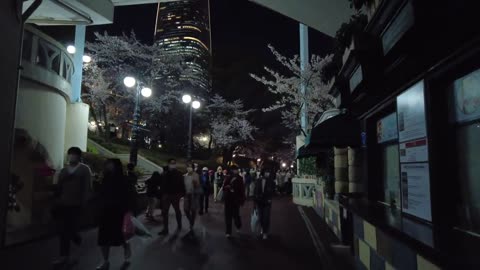 The world needs to know this | nightlife in korea | Cherry blossoms at Seokchon Lake #7