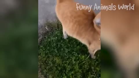 Funniest dogs and cats video😂best funny animal2022