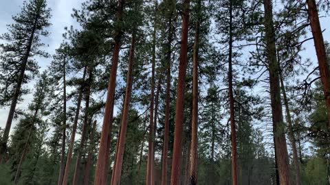 If You Like Ponderosa Pines..... – Bandit Springs Sno-Park – Central Oregon – 4K