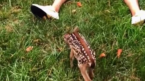 Woman rescued baby deer