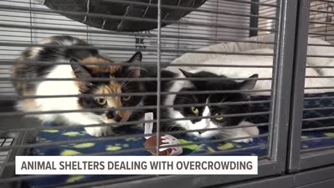 'It's very overwhelming'_ Animal shelters deal with overcrowding as pet intake increases