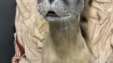 Baby seal looking for some attention