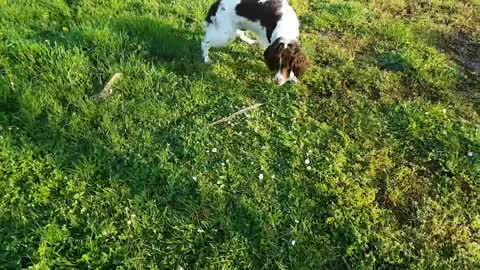 #70 English Springer Spaniel ❤️ TOP 100 Cute Dog Breeds Video