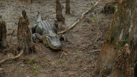 Relaxing Florida Nature