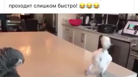 Прикол с попугаем.