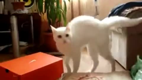 Cat walking on 2 legs