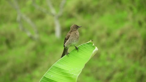 Nature Bird Fauna