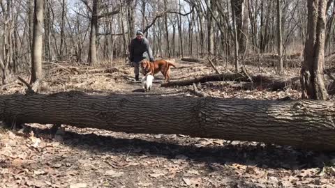 Golden retrievers going on a hike