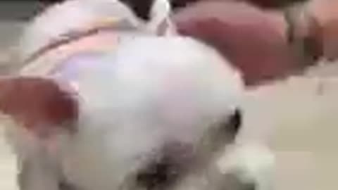 Perrito tierno escogiendo su ropa