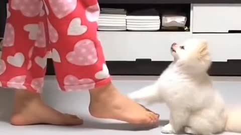 CUTE DOG DANCING WITH THEIR OWNERÐ#SHORTS #ANIMALLOVER # CUTEBABIES #