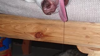 Dog Drools During Deep Sleep