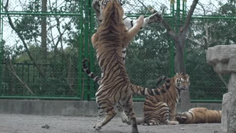 Two mighty tigers are fighting