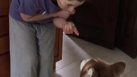 Husky refuses to be lectured after bad behavior