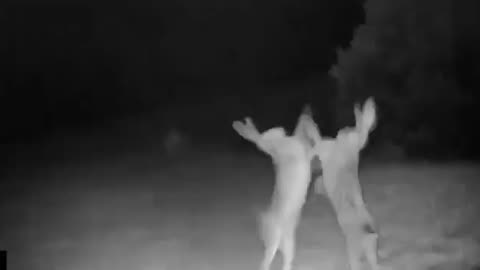 Two Rabbits are filmed fighting in the middle of the night.