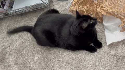 Cute Precious Piper is Guarding Her Fun Packing Material - Adopting a Cat from a Shelter Vlog